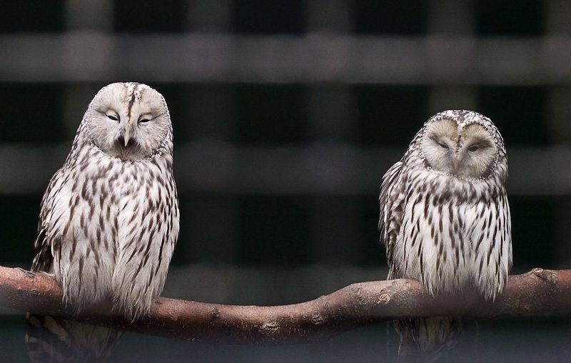 птицы, хищники, зоопарк Давно здесь сидим...photo preview