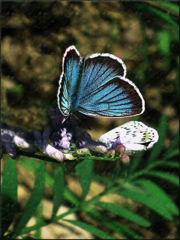 Две бабочкиphoto preview