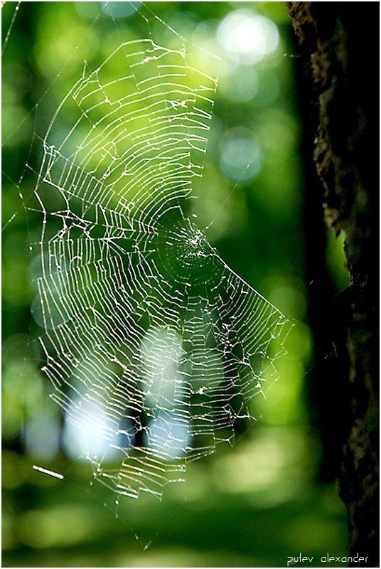 паутина,парк,лето,свет,тень,краски В ожидании....photo preview