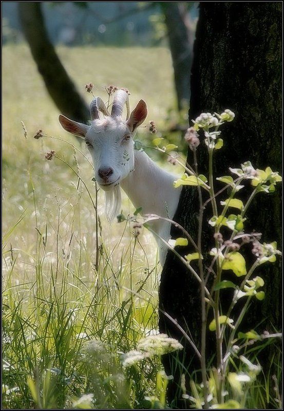 коза Коза nostrophoto preview