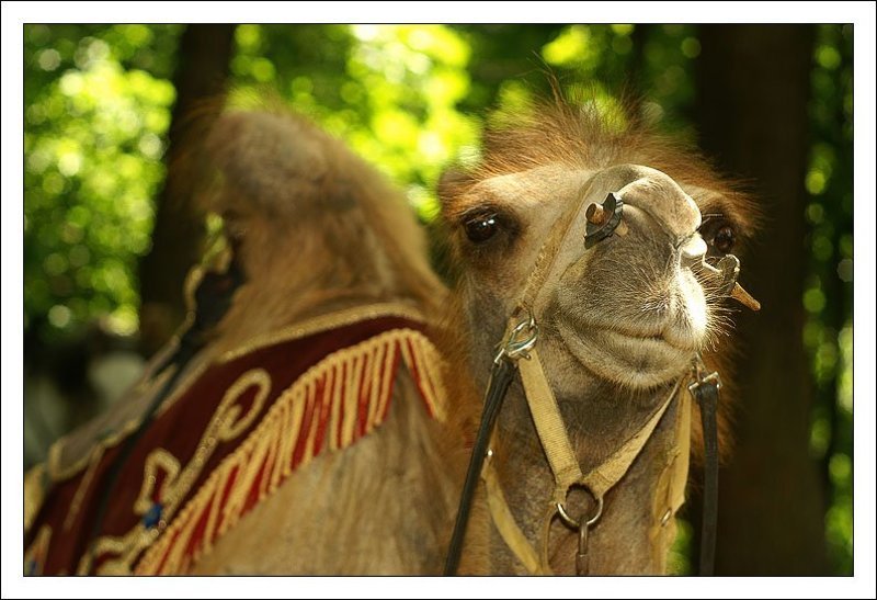 верблюд, морда Рыльце в пухуphoto preview
