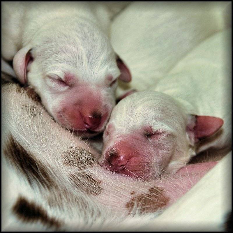 далматинцы, щенки, Cairns (Павел Васильев)