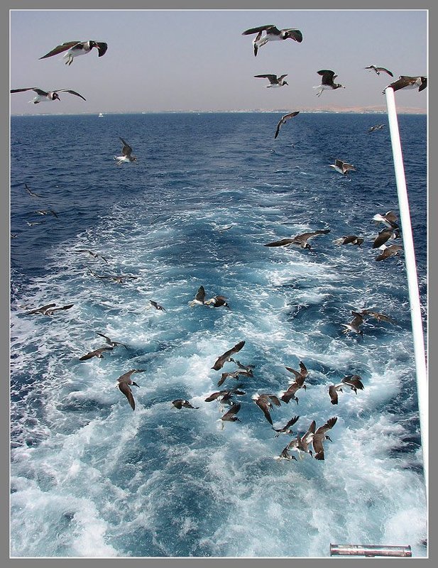 В кильватереphoto preview