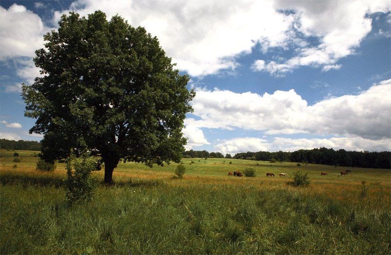 ещё про дуб и конейphoto preview