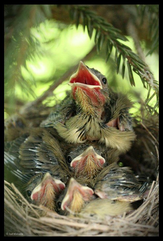 гнездо,птенцы,птицы гнездоphoto preview