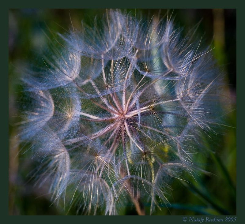 козлобородник,цветы,макро Лунное мерцаниеphoto preview