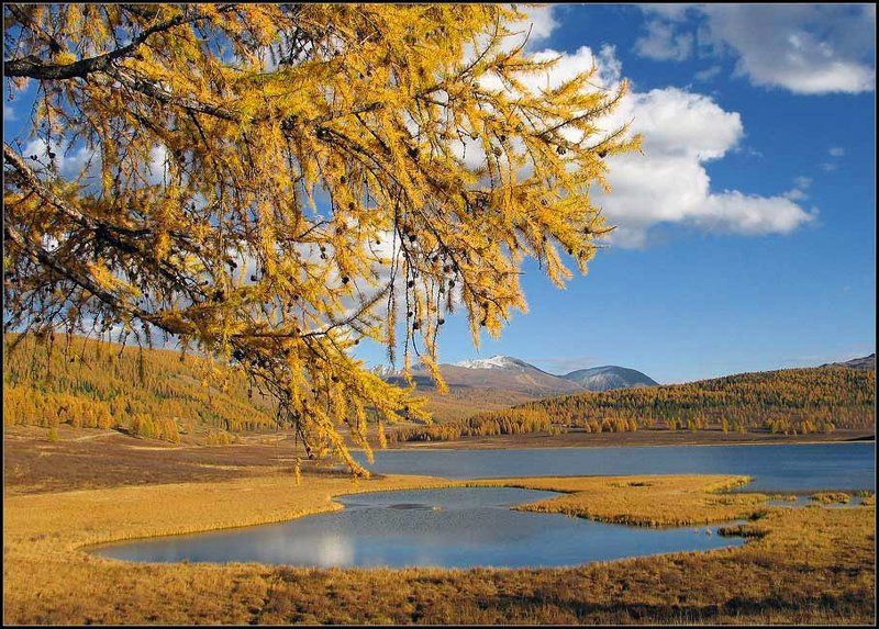 Золотоphoto preview