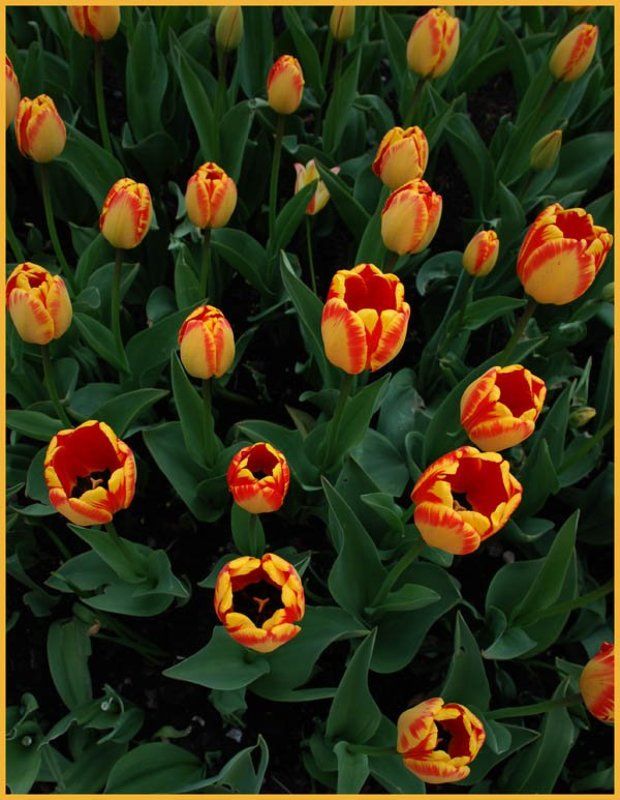 Тюльпашкиphoto preview