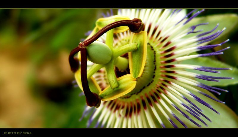 цветок ...странныйphoto preview