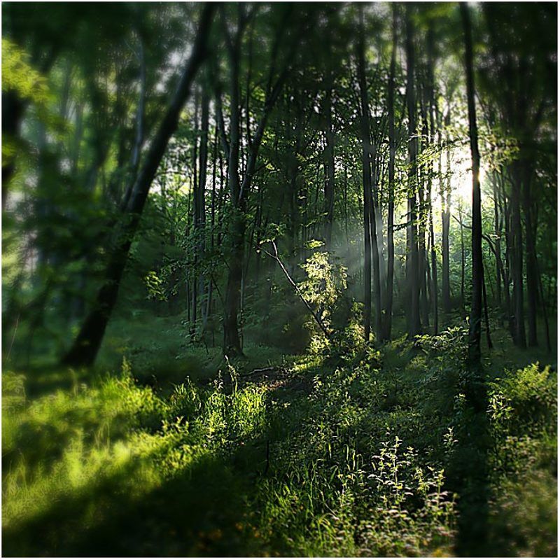 про обыкновенный лес,который мечтает стать сказочным...photo preview