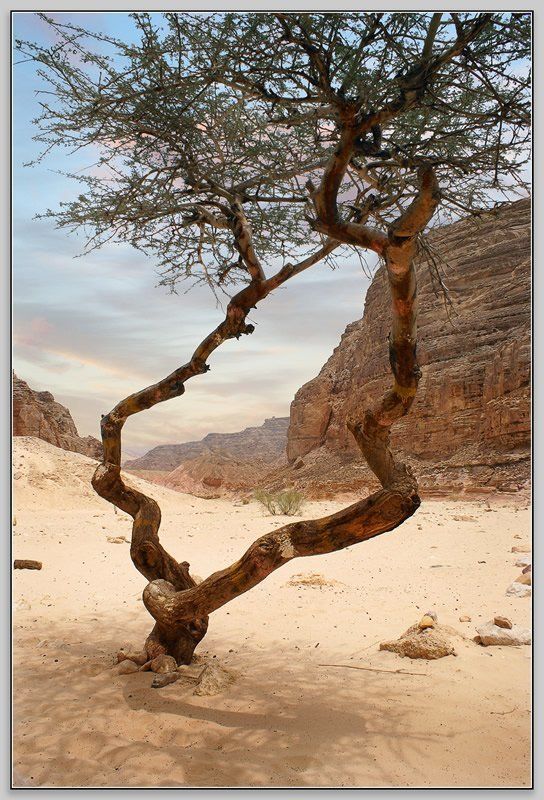 синай египет цветной каньон Синайский лес. Полдень...photo preview