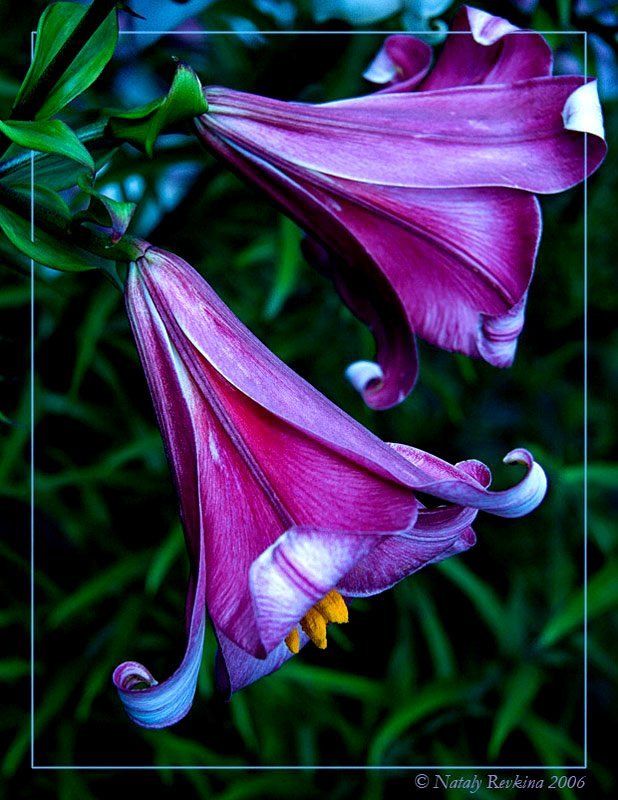 лилии,макро Вечерний звон...photo preview