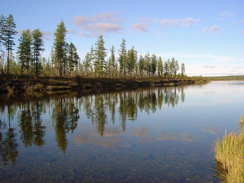 река,тайга,якутия Тёплый деньphoto preview