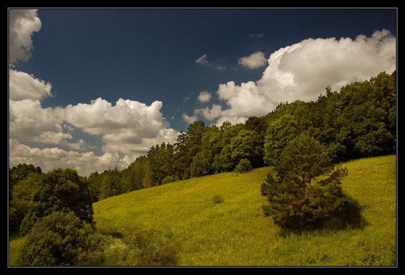 лето, зелень, жара, лес Отпускная IIphoto preview