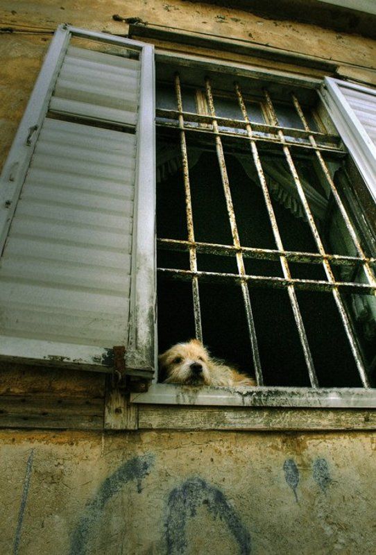 igalsc, city, tel aviv. genre О грустной жизни собачейphoto preview