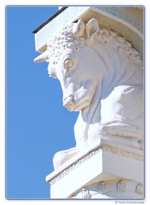 Белый быкphoto preview