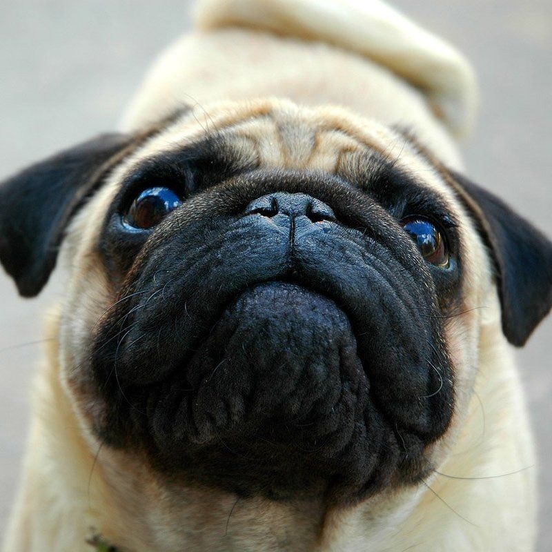 собака,серьёзная морда, добряк Серьёзный \