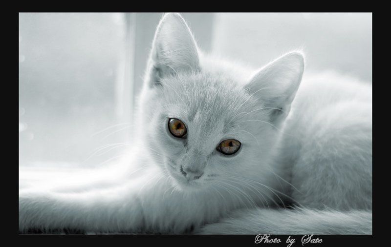 Эти глаза напротив!photo preview