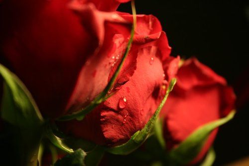 Moist rose