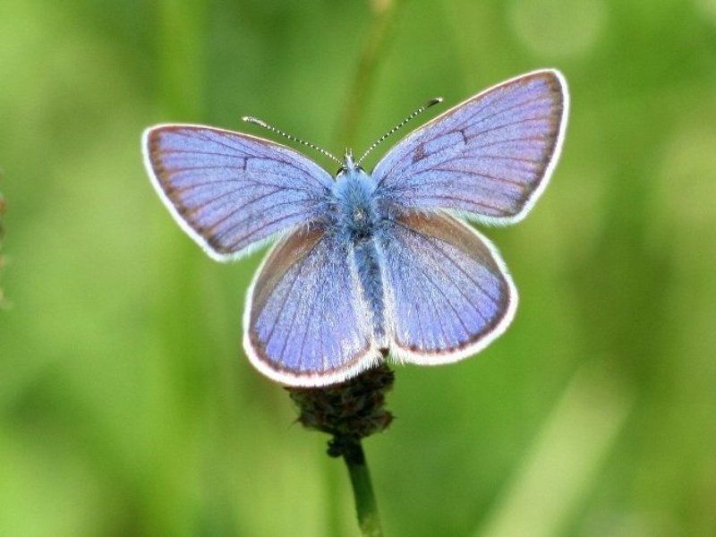 цветочекphoto preview