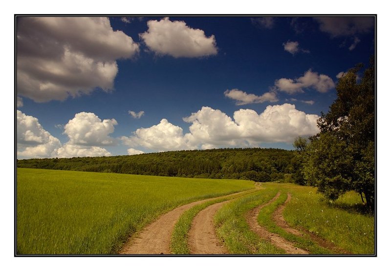 поле, дорога, лес, трава, небо Отпускная IVphoto preview