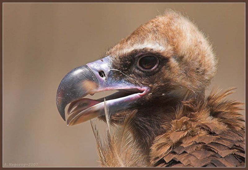 гриф, шпак, актёр, владимир абрамович этуш, ректор «щуки» Мудрая птица Додо 8-)photo preview