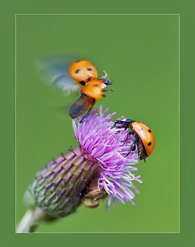 Ты куда? -А поцеловать?photo preview