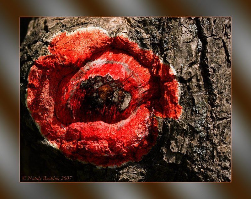 фотоарт,кора,мак,коллаж Рисуем мелом на кореphoto preview