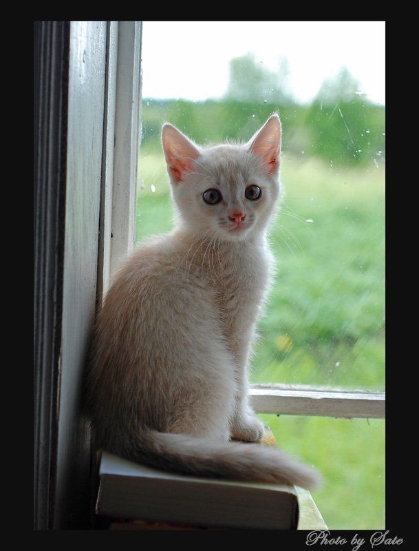 Натюрморт с котомphoto preview