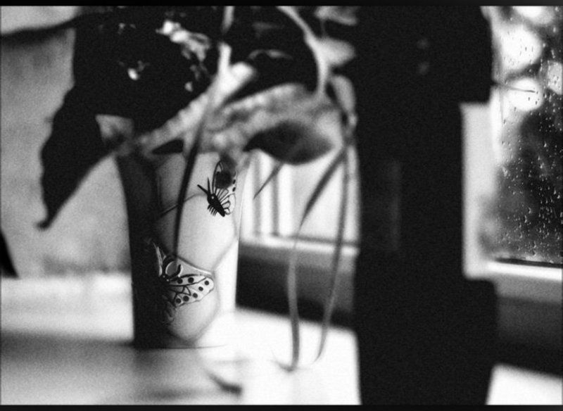 Фантазии молодого энтомолога, увлекающегося ч/б фотографией, находящегося в состоянии легкого алкогольного опьянения и мечтающего об улучшении погоды.photo preview