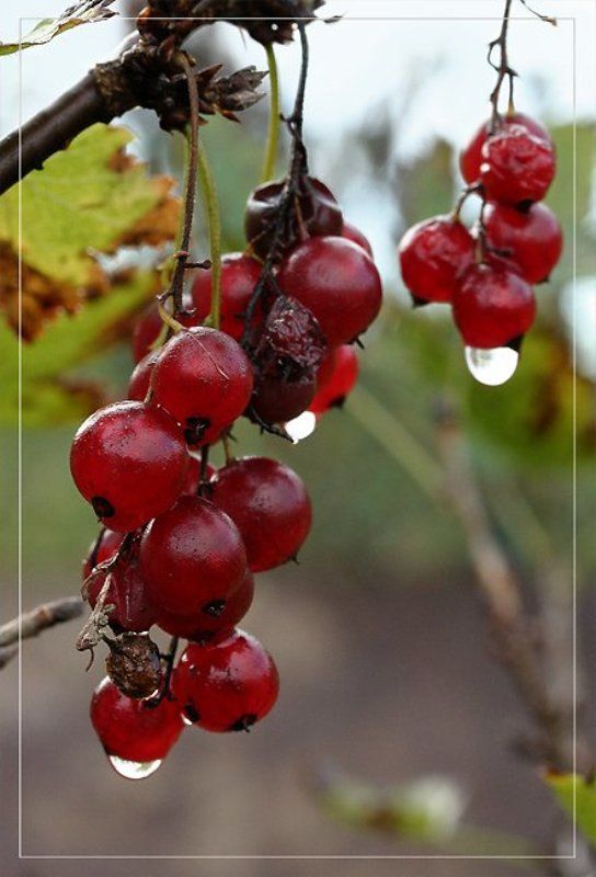 Осень. Остатки роскоши.photo preview