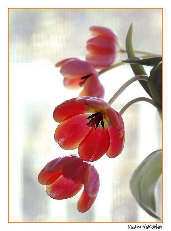 тюльпаны Четыреphoto preview