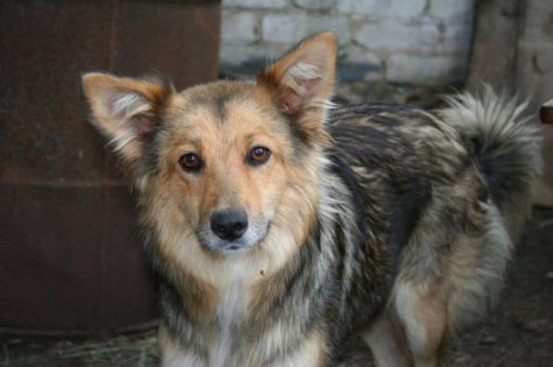 муха photo preview