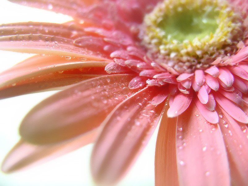 цветок, гербера photo preview