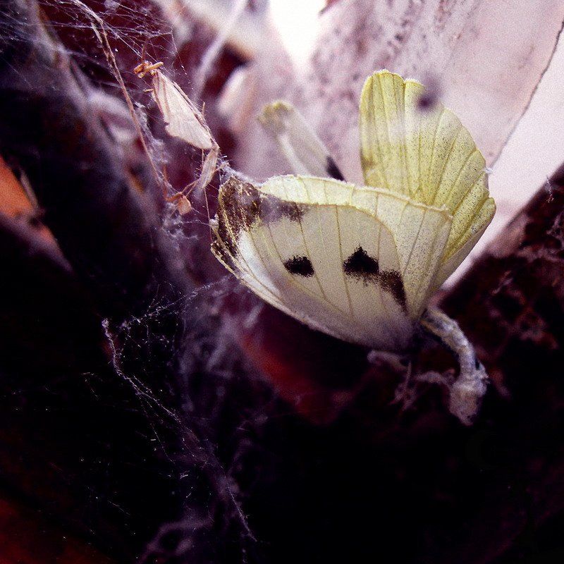 Сон о Лете. Второй.photo preview