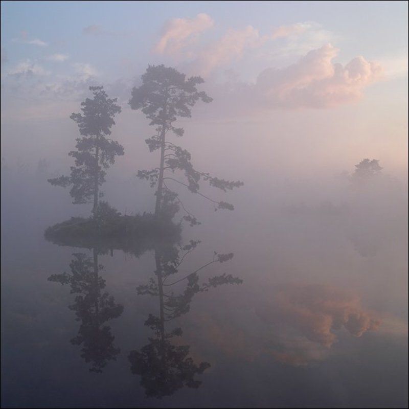 Квадратная туманная рассветная болотная картинка с сосновым островом без чаекphoto preview