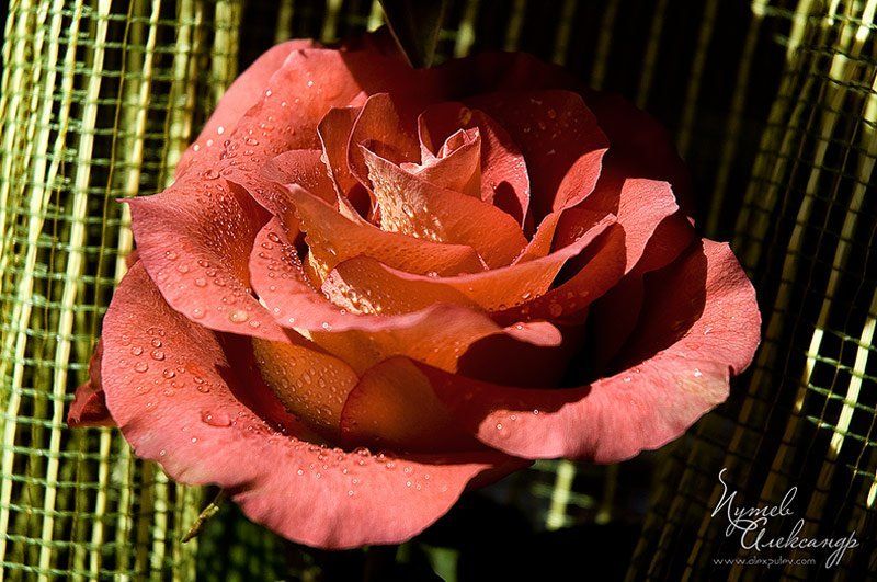 роза,шоколадная Шоколадная...photo preview