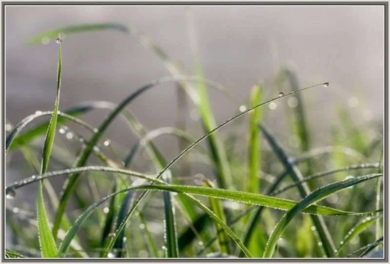 роса,капли,трава,макро Капельная Симфония!photo preview
