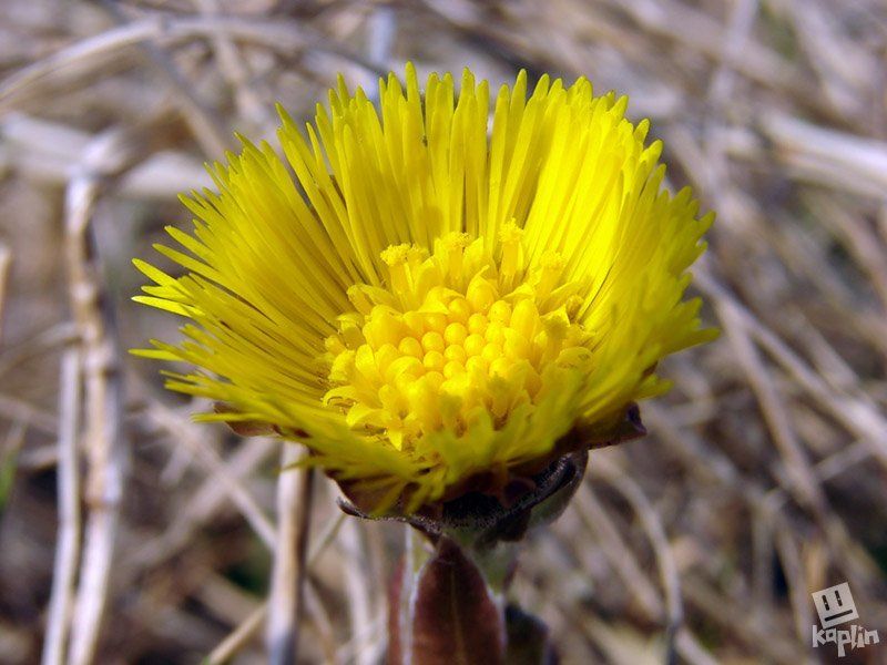 макро Первый!photo preview