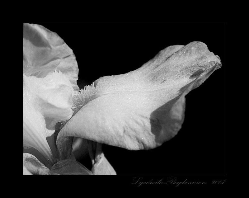 ирис ***photo preview