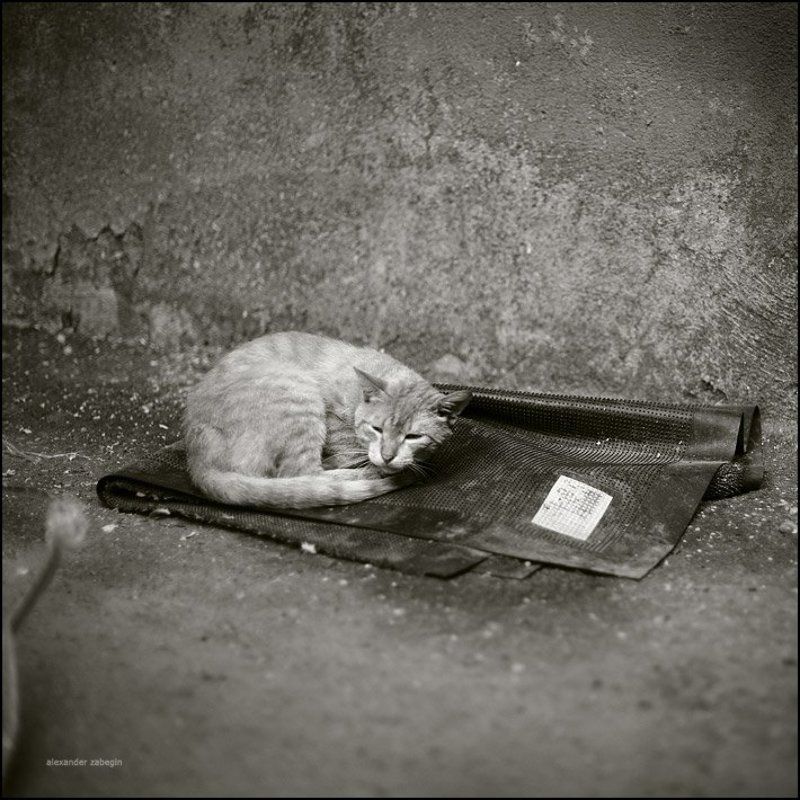 кошка, кот, cat, zabegin ***photo preview