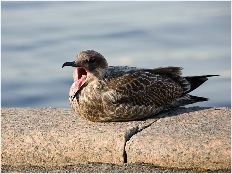 чайка do not disturbphoto preview