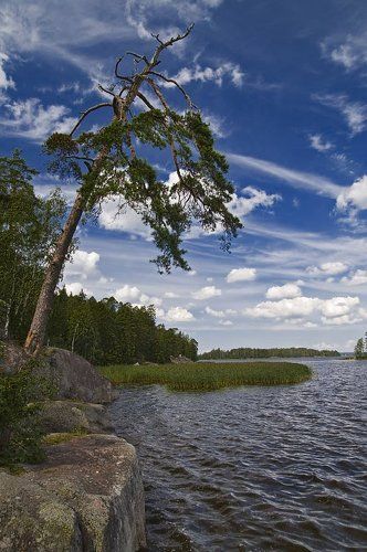 Сосна и небо