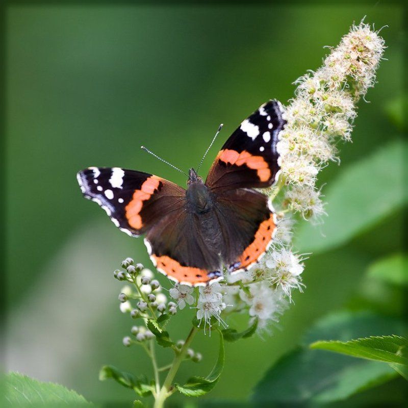 бабочка Адмирал обыкновенныйphoto preview