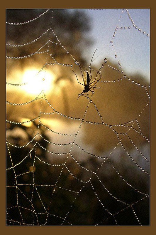 Смерть за жемчугphoto preview