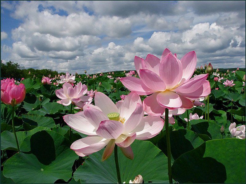 Лотосыphoto preview