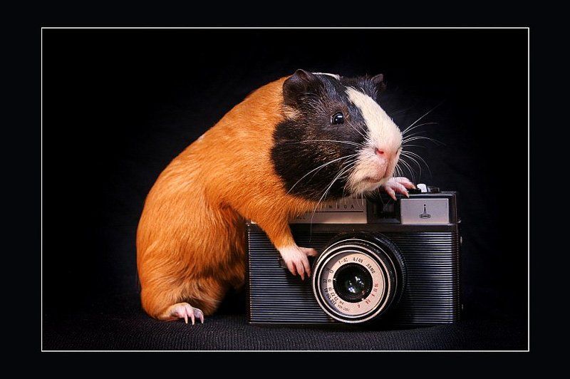 Улыбнитесь! Вас снимает НЕ скрытая камера!photo preview