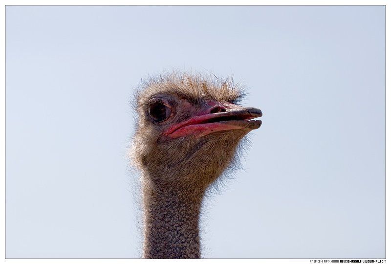 серпухов, страус А чо вы тут делаете, а?photo preview