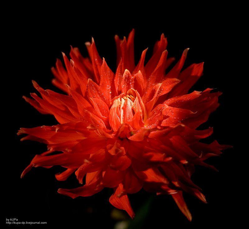 цветок photo preview