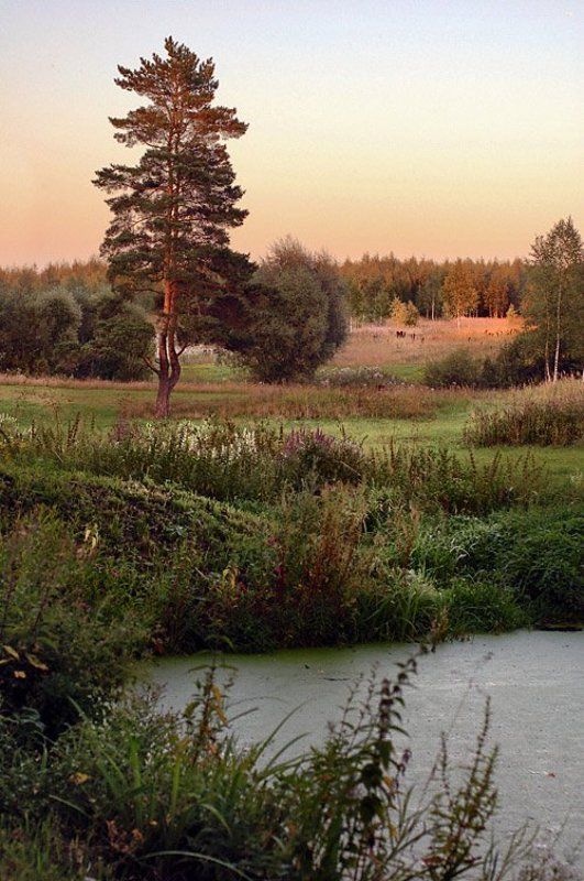 По Шишкину...photo preview